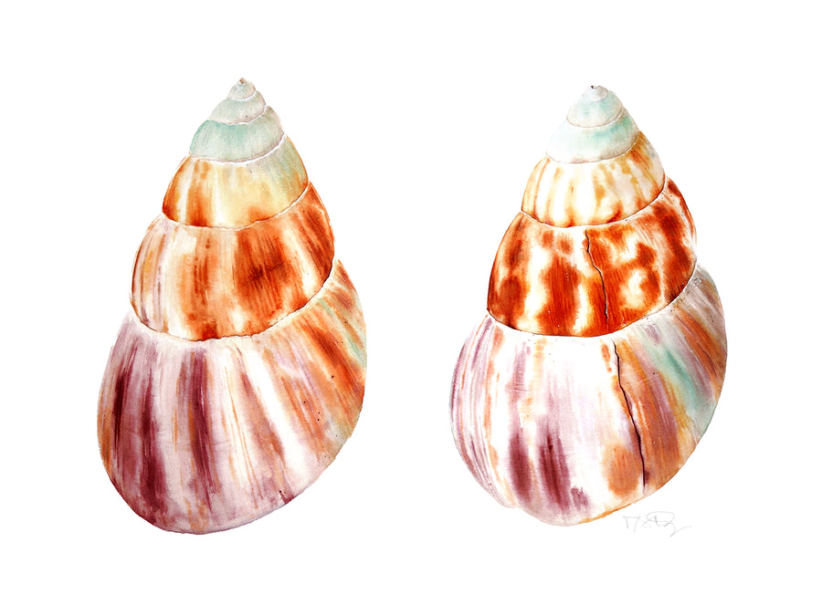 A beautifully watercolour painted pair of of shells by artist Michelle SaintOnge.
