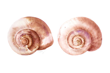Beautifully painted pair of moon snail shells by artist Michelle SaintOnge as a tribute to breast cancer survivors.