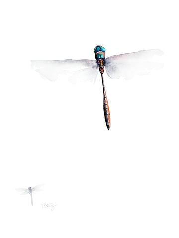 A hines dragonfly painted in watercolour by artist Michelle SaintOnge.