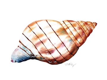 A watercolour painting of a banded tulip seashell by artist Michelle SaintOnge.