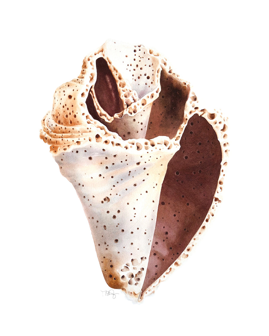 Beautiful watercolour painting of a shell with holes and a lot of wear by artist Michelle SaintOnge.