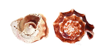 A pair of painted shells in watercolour  by artist Michelle SaintOnge. One broken and hollowed out.