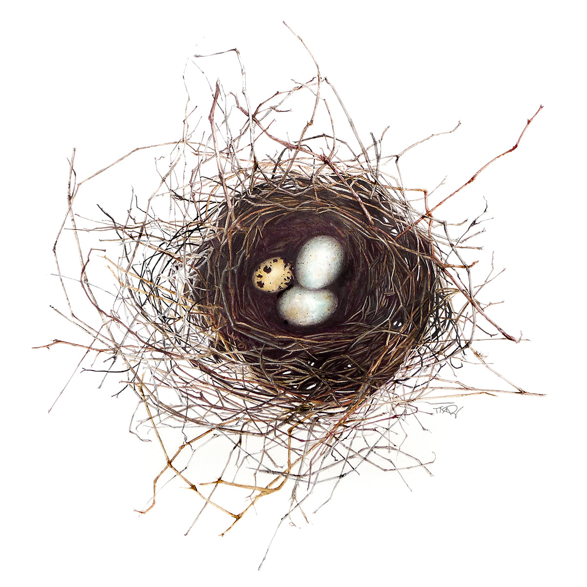 □Ｄ・イェンセン□Birds nest◇Ｂ＆Ｇmodel master◇希少◇ BirdnestwBox-Ginseng_1600x.jpg