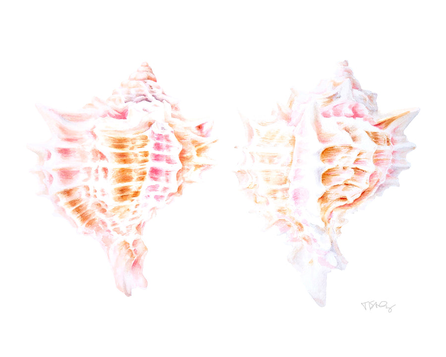 Two murex shells painting in watercolour by artist Michelle SaintOnge.